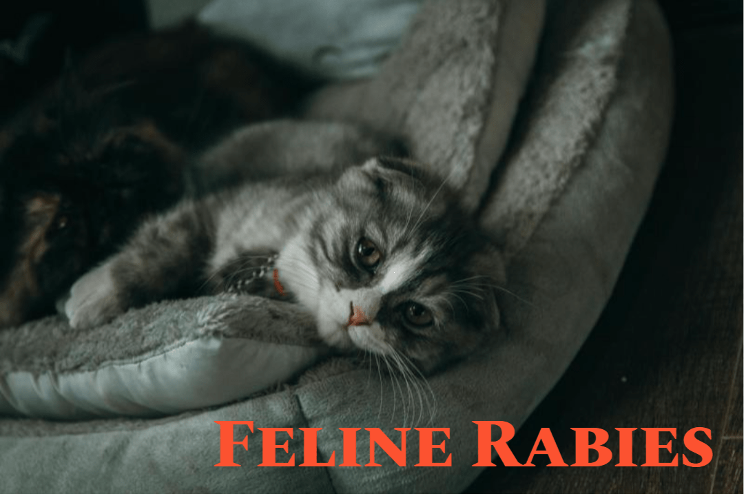 Feline Rabies