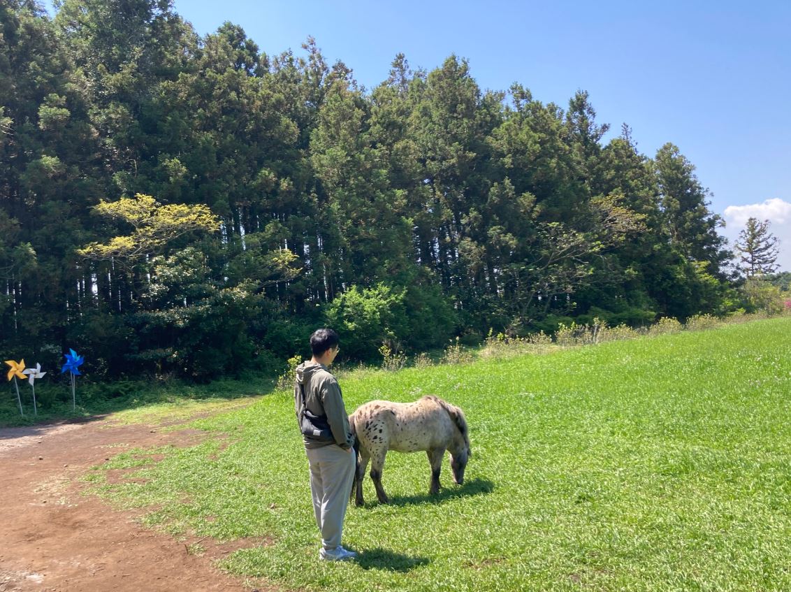 제주 비밀의숲