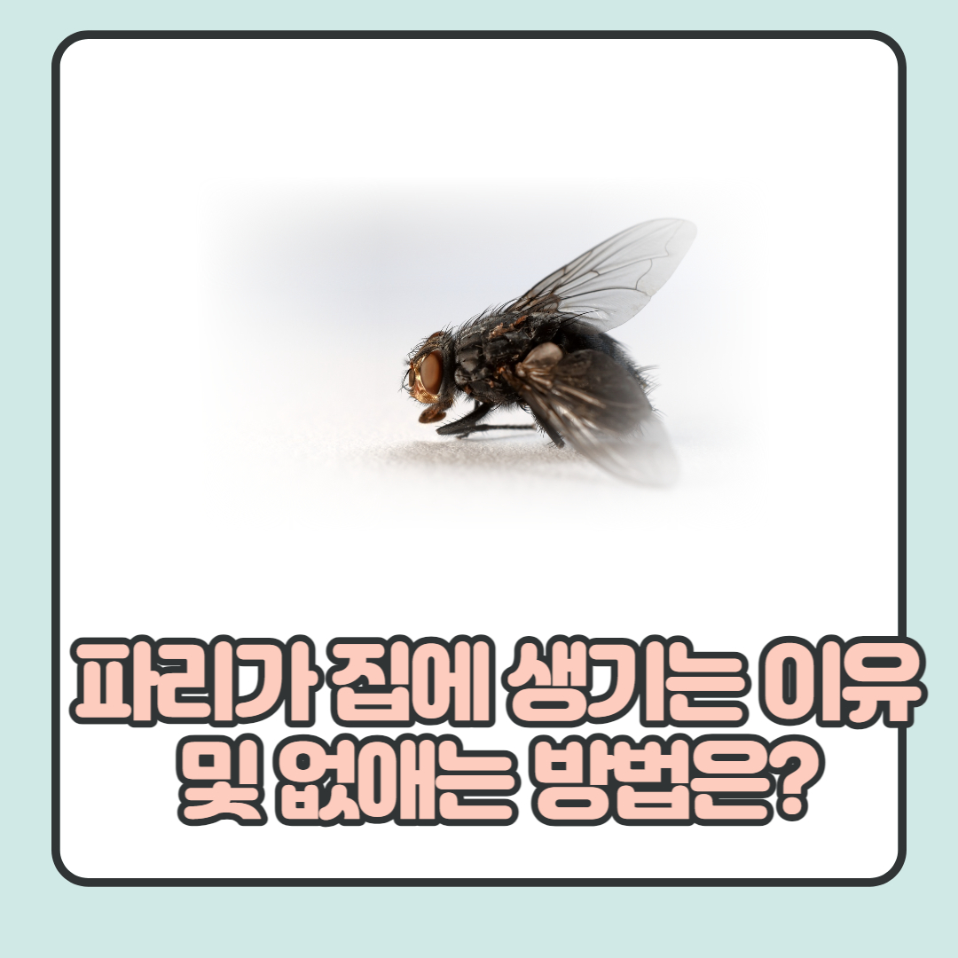 파리가-집에-생기는-이유