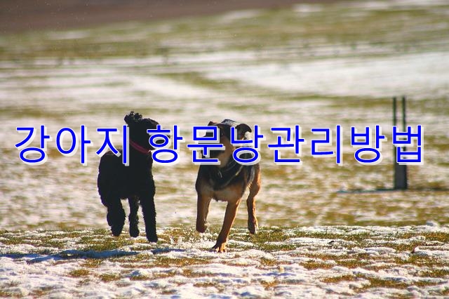  개의 항문낭 관리방법