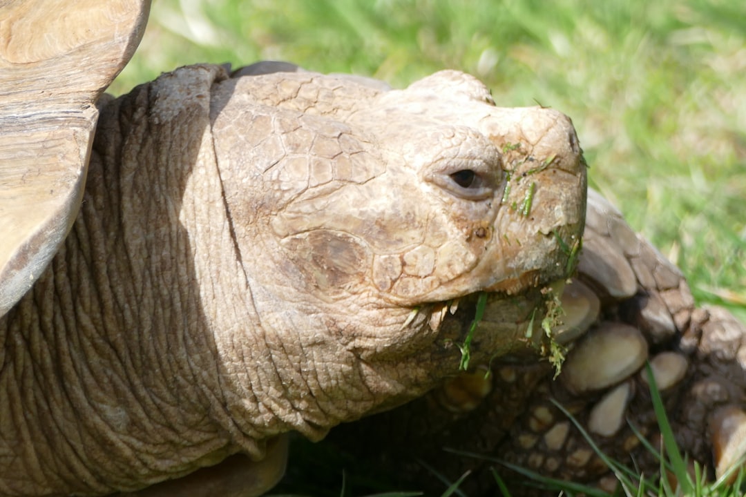 Reptiles