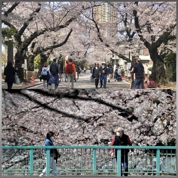 도쿄거리-벚꽃