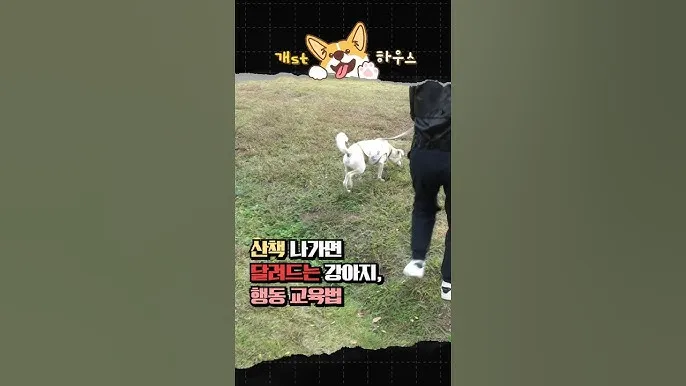 강아지 행동별 특징 의미 강아지 신호 해석 방법_7