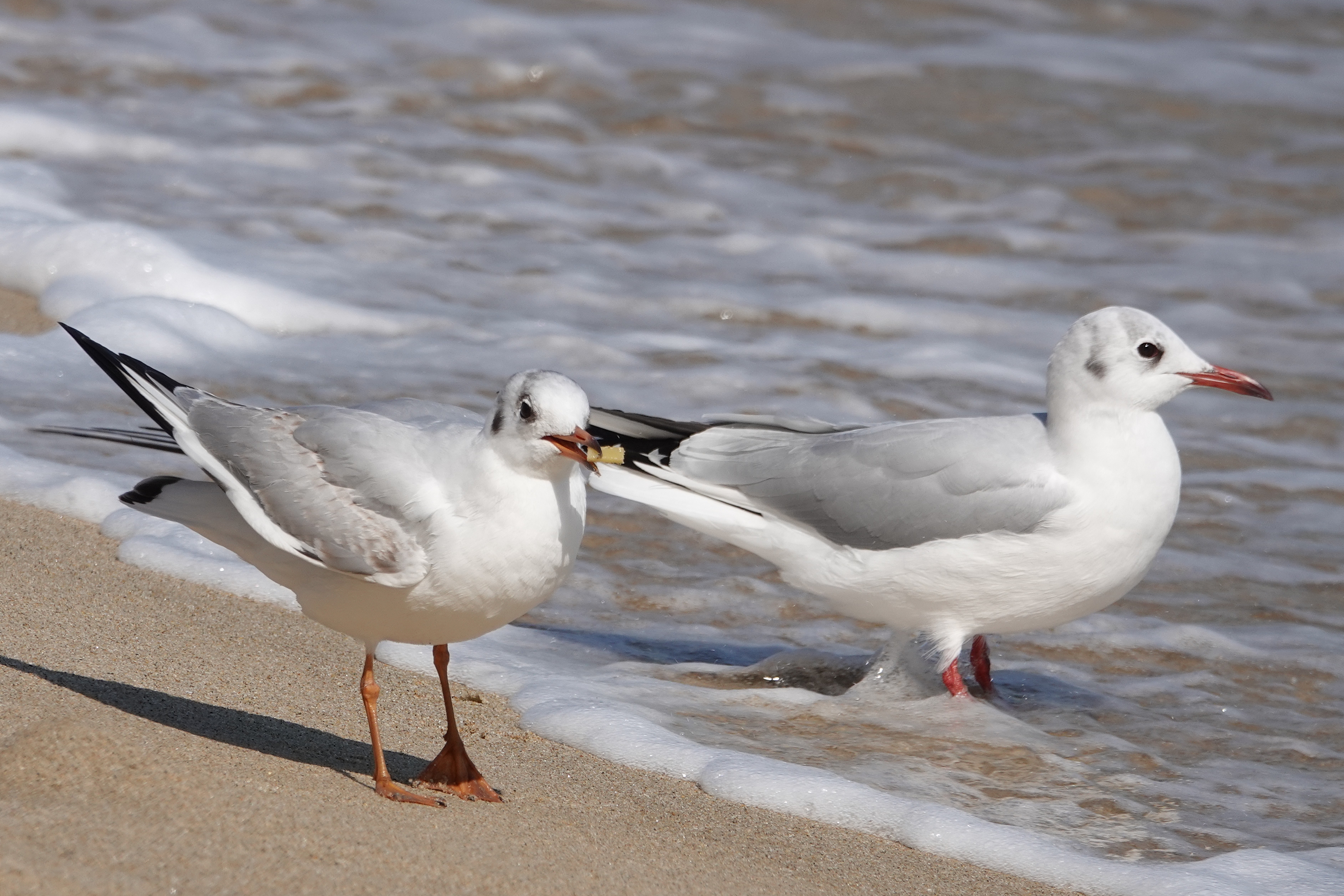  [갈매기과] 해운대해수욕장의 붉은부리갈매기(Black-headed Gull)