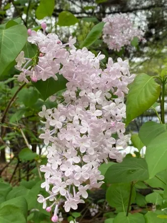 라일락 꽃말 사랑상징_20