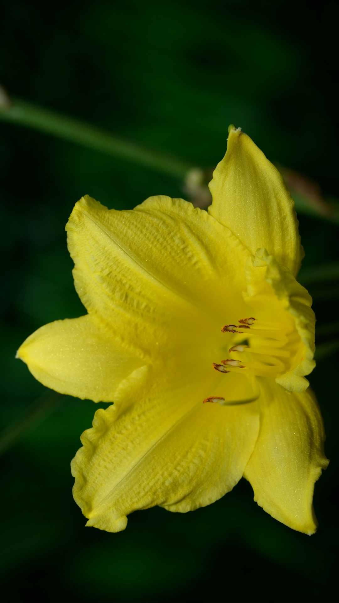 Lily Flower iPhone Wallpaper