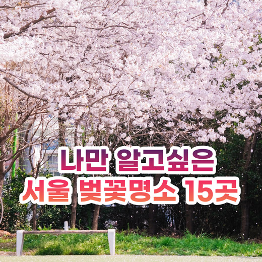 서울 벚꽃 명소 사진