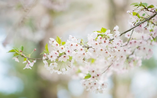 3월에 제주도에서 개화가 시작되는 왕벚꽃&#44; 이미지 출처: 한림공원