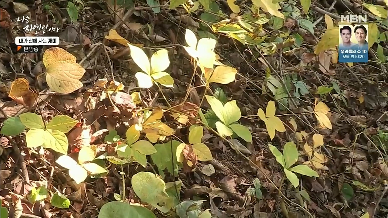 나는 자연인이다.E529.221124p.H264-F1RST.mp4_20221124_194728.289.jpg