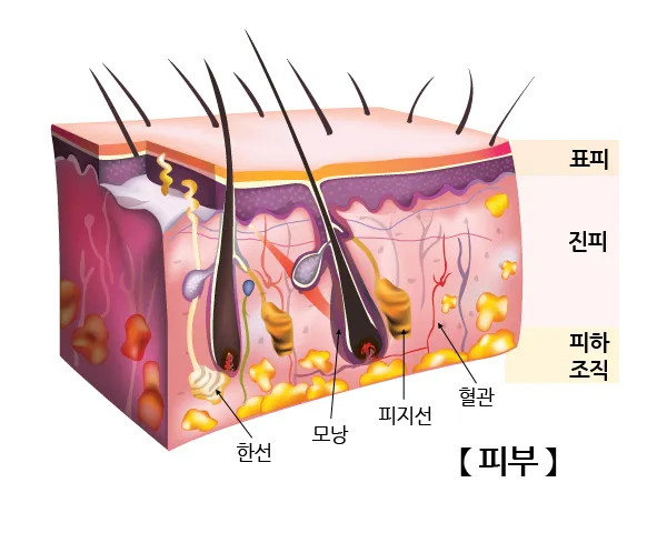 피부 구조와 기능 표피 진피 피하조직 위치 역할_1