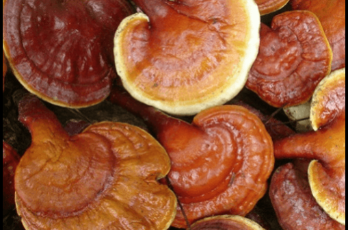 영지버섯 효능 및 부작용 4