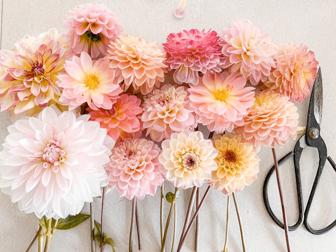 Blossom