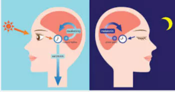 멜라토닌-사진3