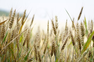 고지혈증에 좋은 음식 총 정리 13