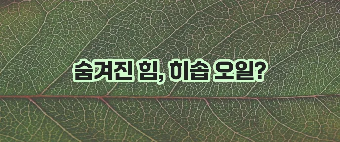 히솝 오일 효능 활용법과 주의사항 꼭 확인하세요