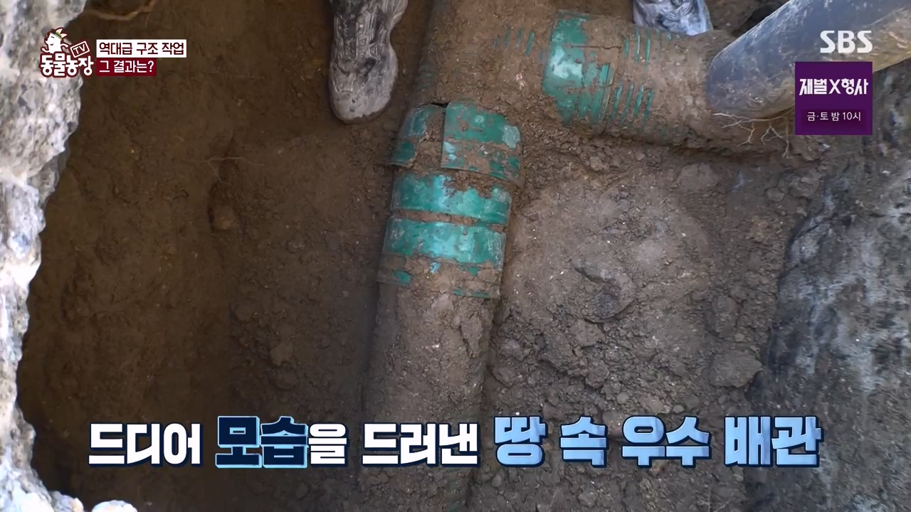 TV 동물농장.E1156.240129p-NEXT.mp4_20240128_191745.646.jpg