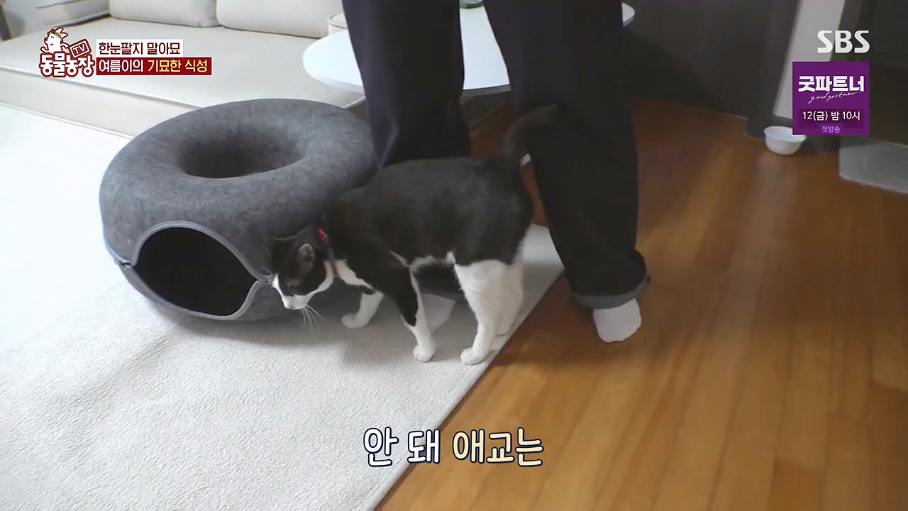 TV 동물농장.E1178.240630.ts_20240630_164651.800.jpg