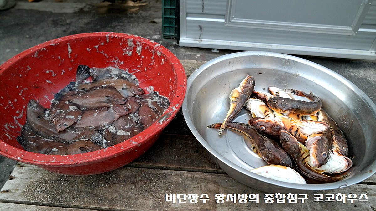 고성 대진항 수산시장 먹거리 맛집! 8