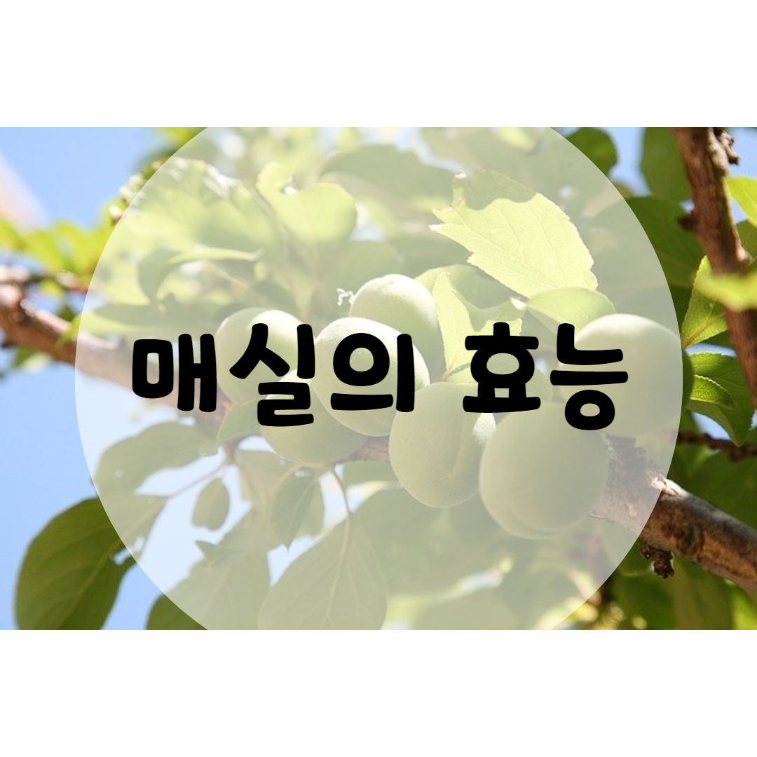  매실 효능 7가지 보세요