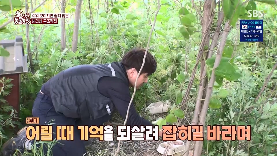 TV 동물농장.E1124.230611p.H264-F1RST.mp4_20230611_173538.836.jpg