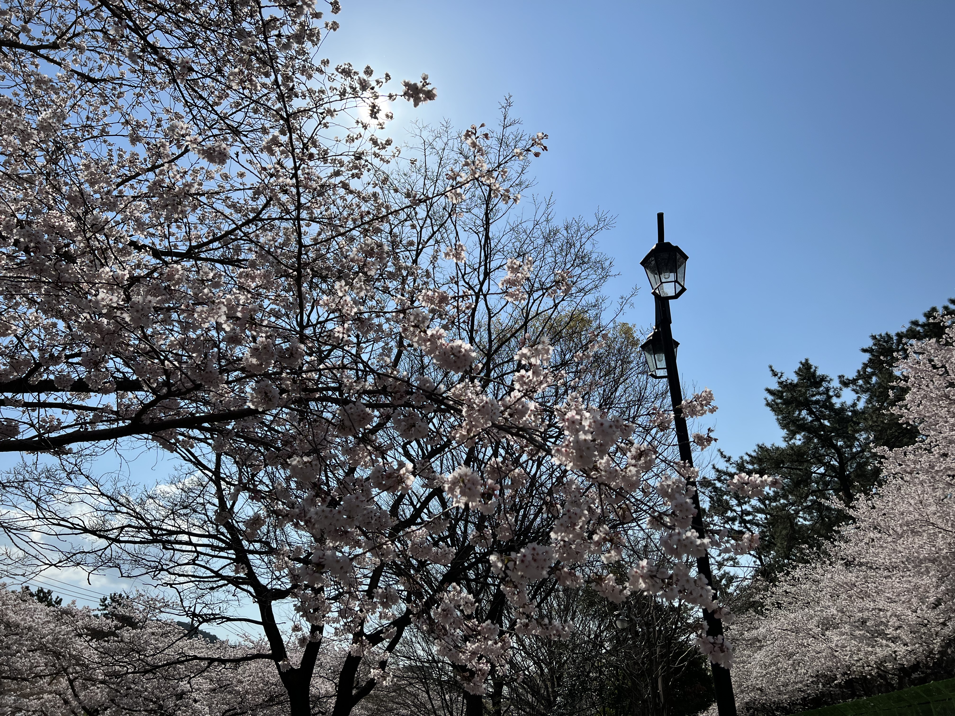 벚꽃1