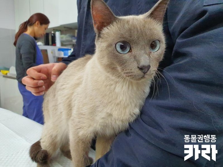 샴 고양이 '모아'의 일생에 가족을 찾습니다 [입양 완료] 추운 겨울 화단에 버려졌다 7