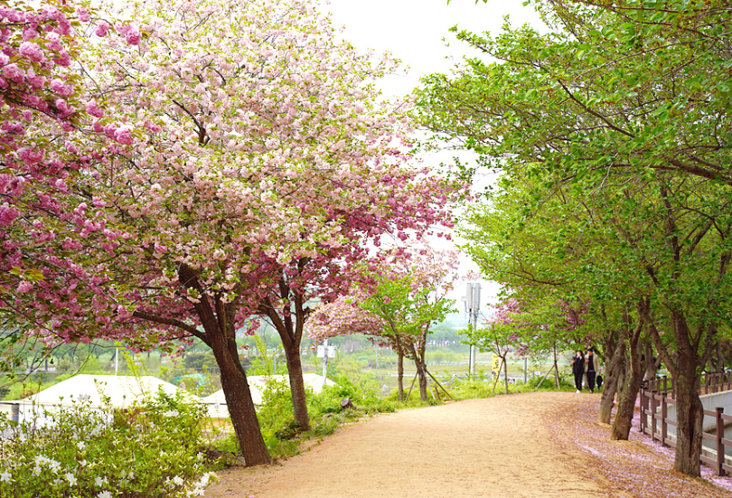 선덕여왕길 겹벚꽃13