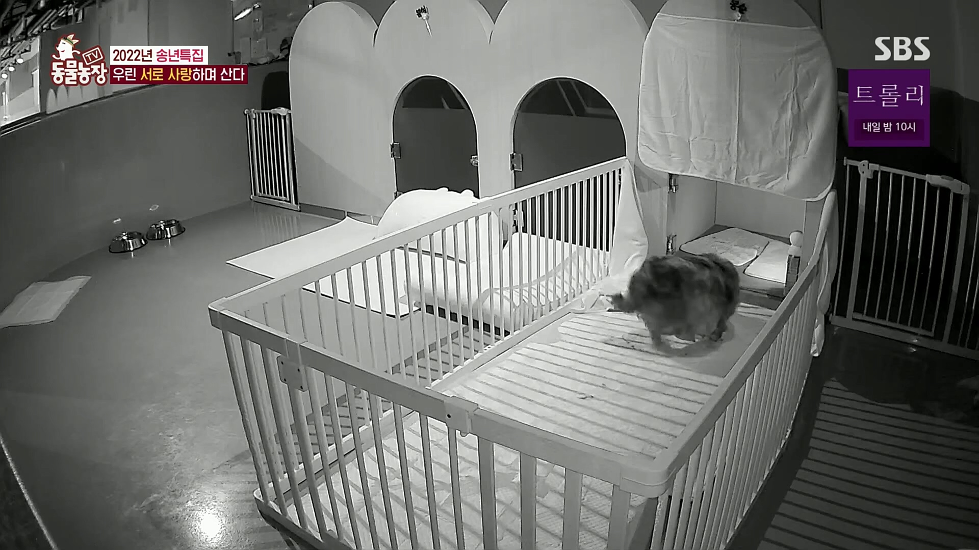TV 동물농장.E1101.221225p.H264-F1RST.mp4_20221225_190254.962.jpg