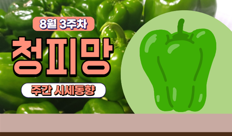  [경매사 고추품종별 주간 동향보고] 끝이 보이지 않는 가격하락세! "청피망" (8월 3주차)