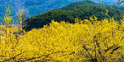 산수유꽃 사진
