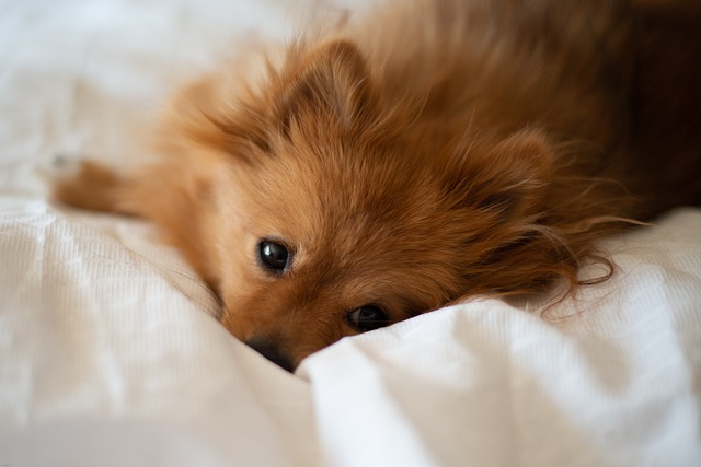 강아지 침대에서 같이 자면 부상 위험