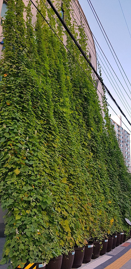 kbs1tv 다큐온 KBS1TV // 회천3동 생태그늘막 7