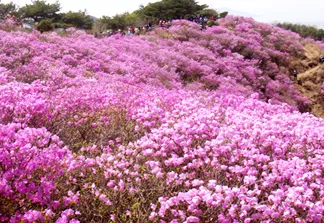 고려산 진달래 축제