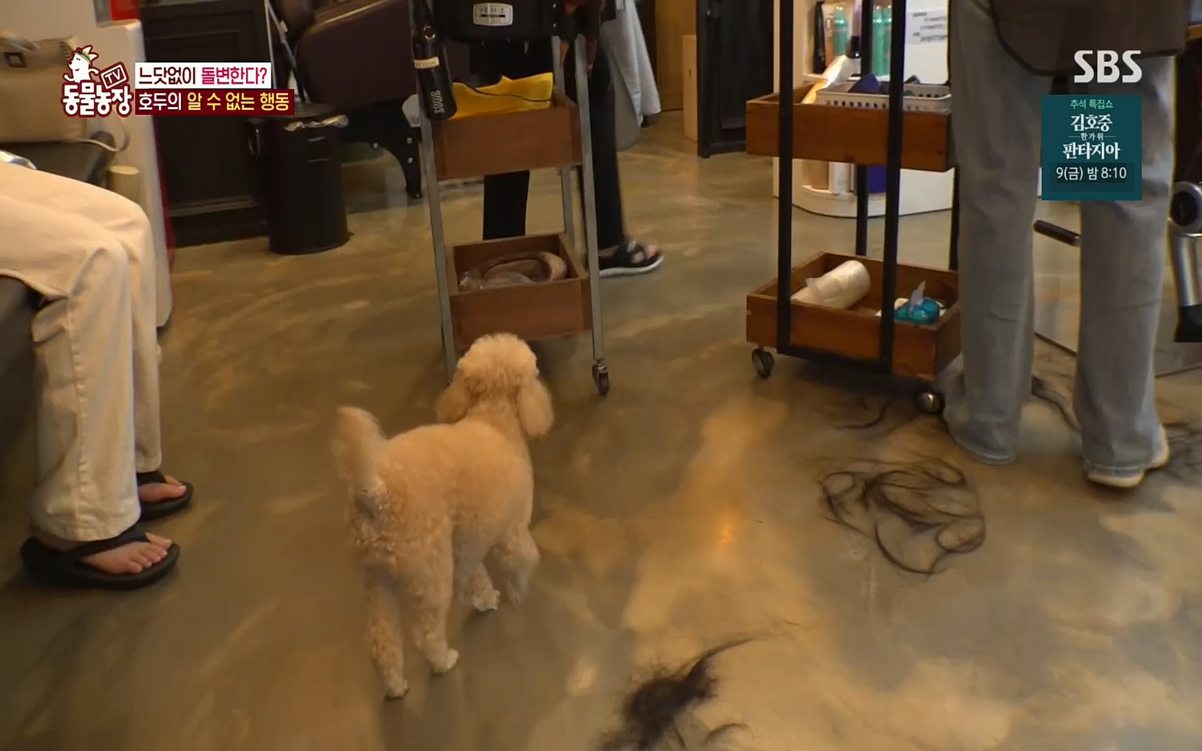 TV 동물농장.E1084.220828p.H264-F1RST.mp4_20220828_154037.493.jpg