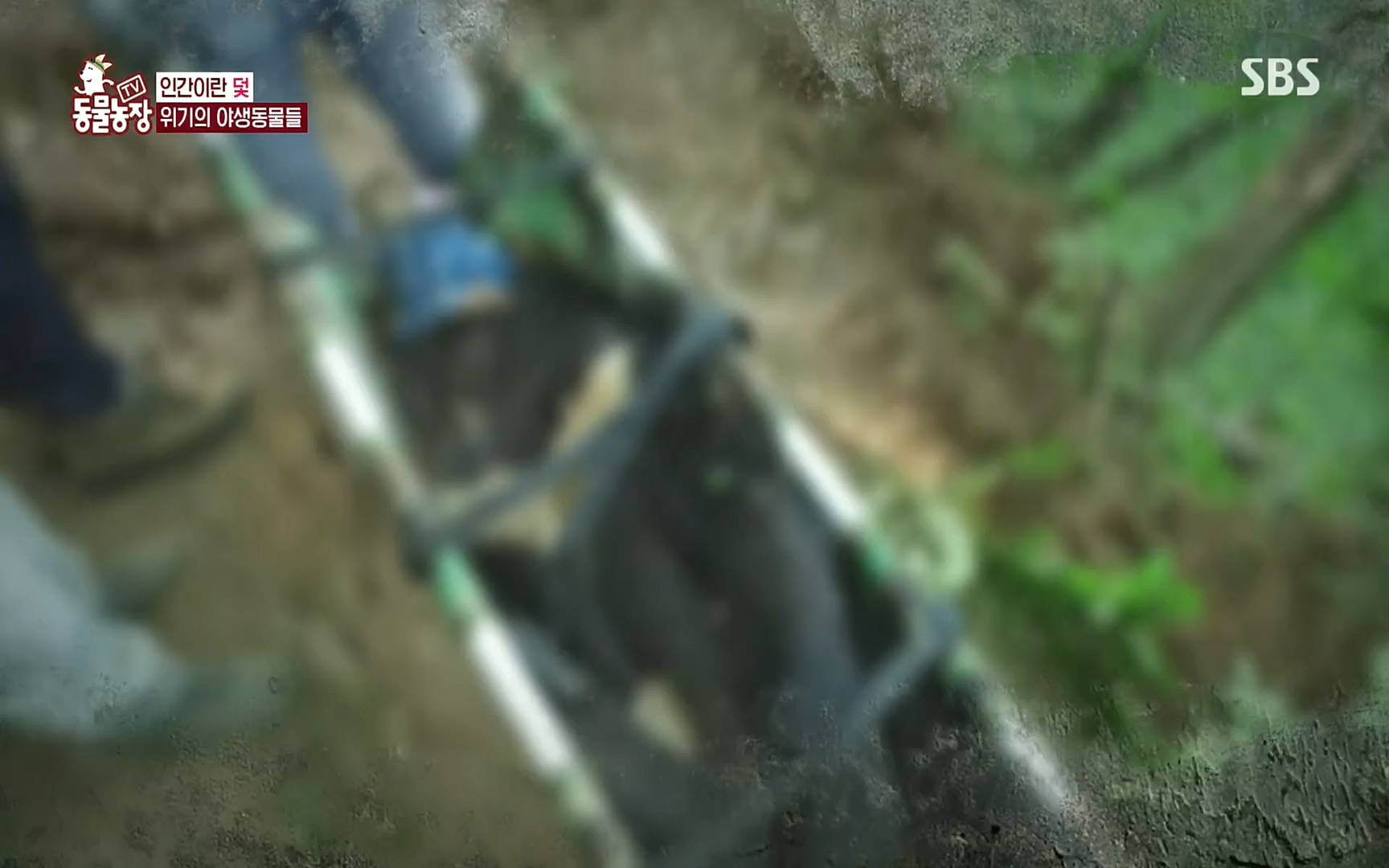 TV 동물농장.E1081.220807p.H264-F1RST.mp4_20220807_213630.210.jpg