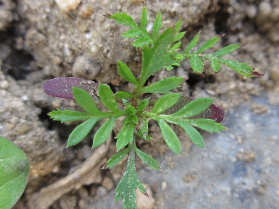 만수국 떡잎 Tagetes patula