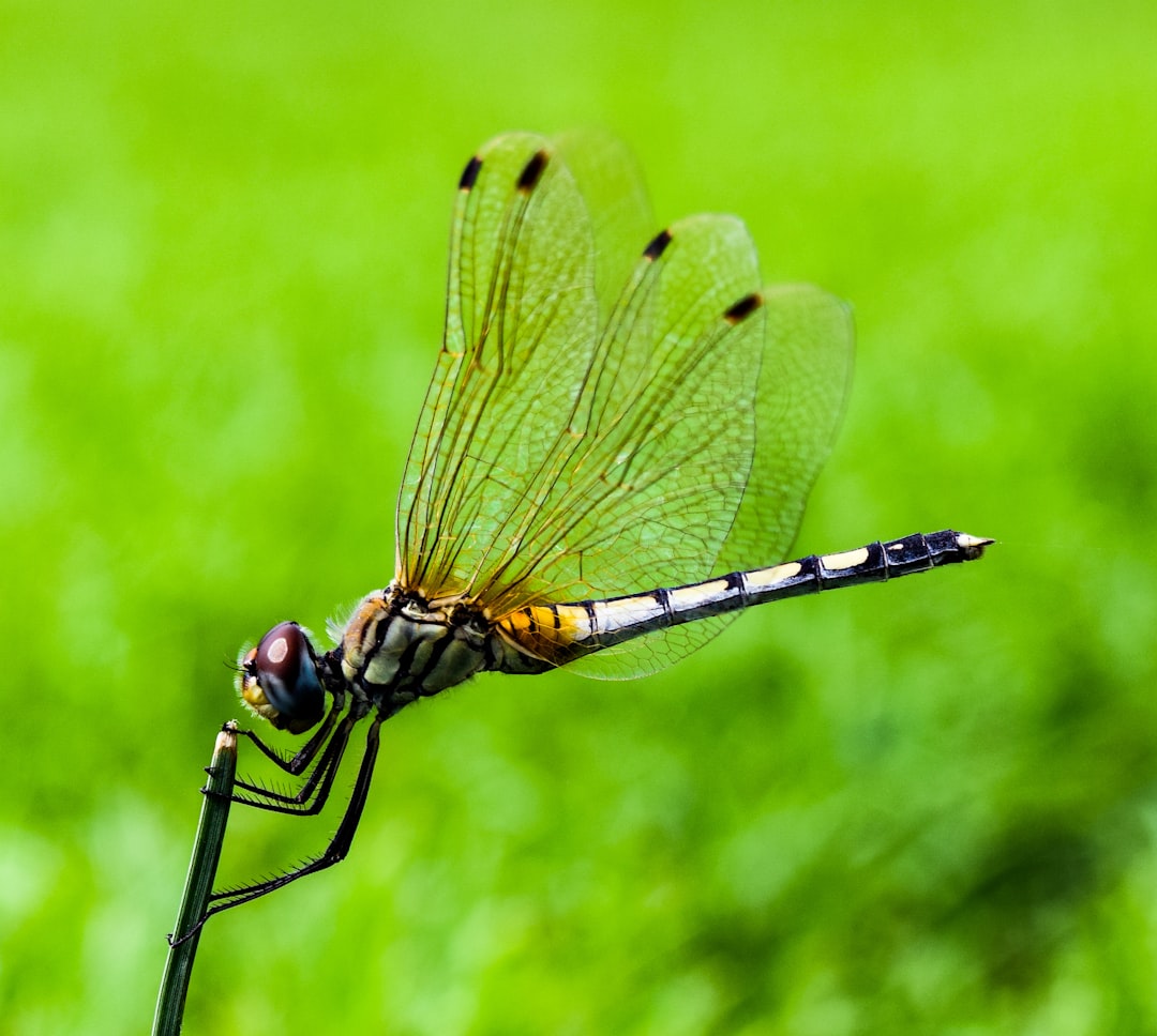 Dragonfly