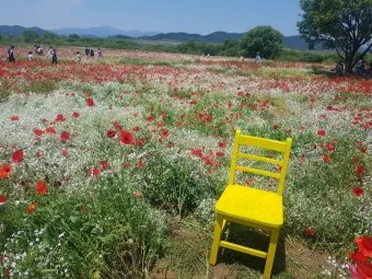 함안 악양생태공원 샤스타데이지 꽃밭 완벽 관람 가이드_11