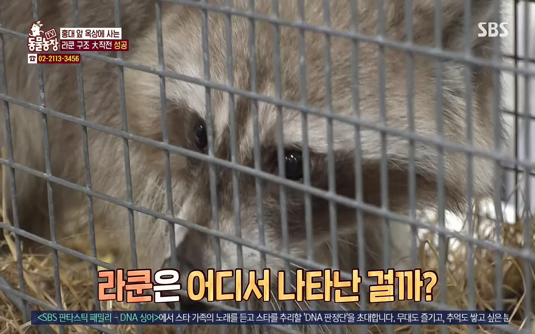TV 동물농장.E1066.220424p.H264-F1RST.mp4_20220424_201029.667.jpg
