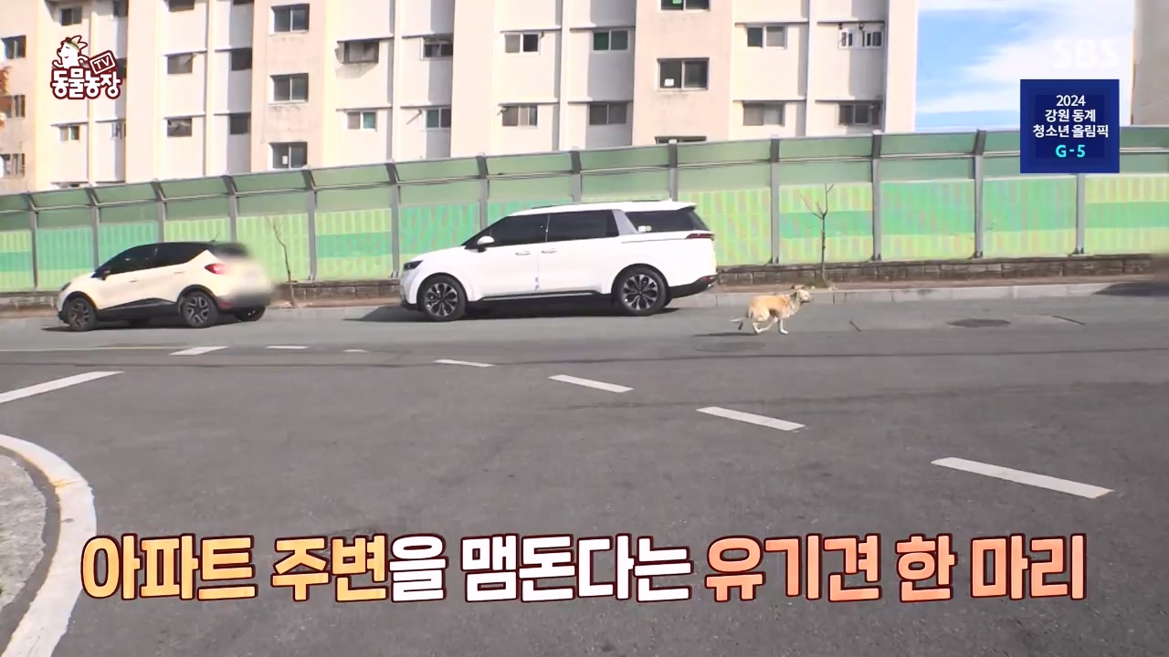 TV 동물농장.E1154.240115p-NEXT.mp4_20240114_184355.572.jpg