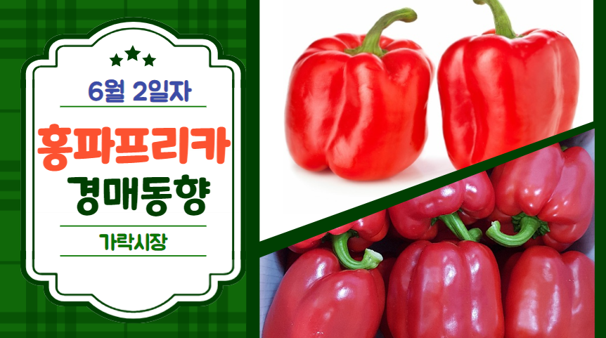 [경매사 일일보고] 6월 2일자 가락시장 홍파프리카 경매동향을 살펴보겠습니다!