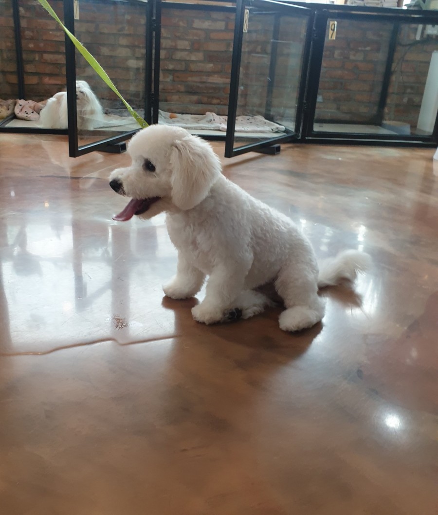 스타일 때문에 고민이시라면?! 블링펫으로~~ 강아지 미용실 7