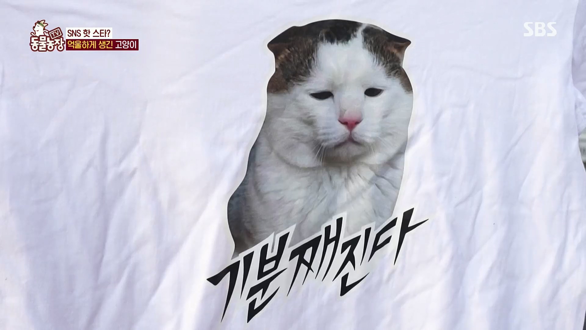 TV 동물농장.E1098.221204p.H264-F1RST.mp4_20221204_175409.637.jpg