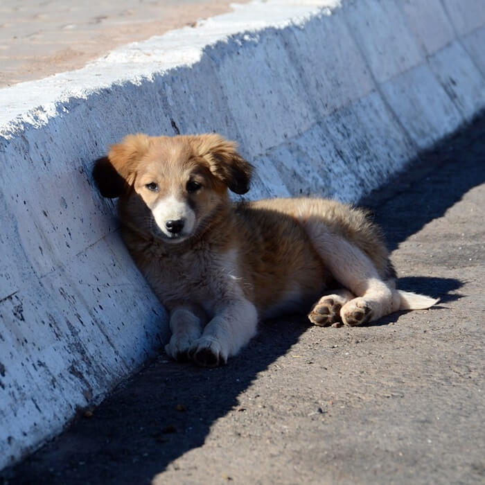 도로가에 앉아 기대고 있는 강아지 한마리