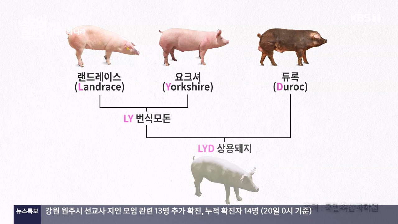 삼겹살 랩소디.E01.201221p-NEXT.mp4_20240221_201250.930.jpg