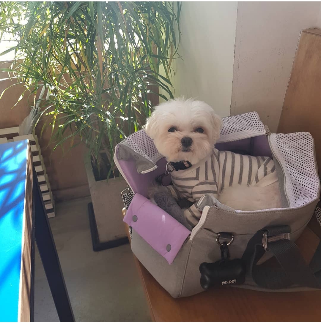  강아지 이동가방 비사이드유 | 도비가 제일 좋아하는 가방이랍니다!