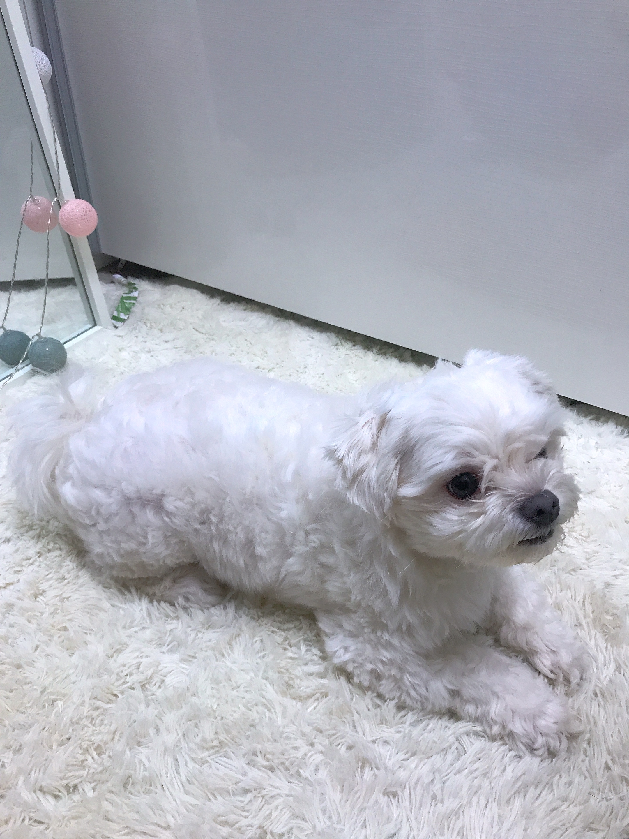  반려견 미용은 몽블리