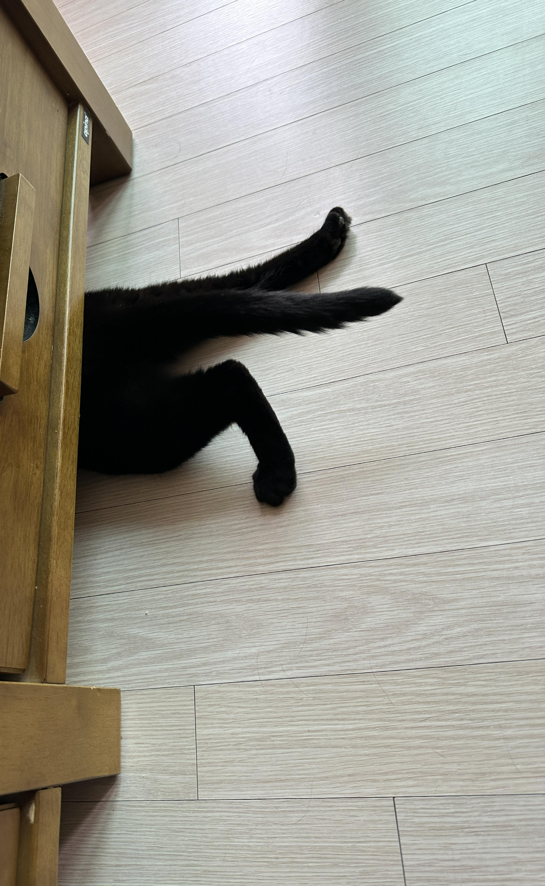 똑똑한 고양이 건이가 소파 아래에 들어가는 방법