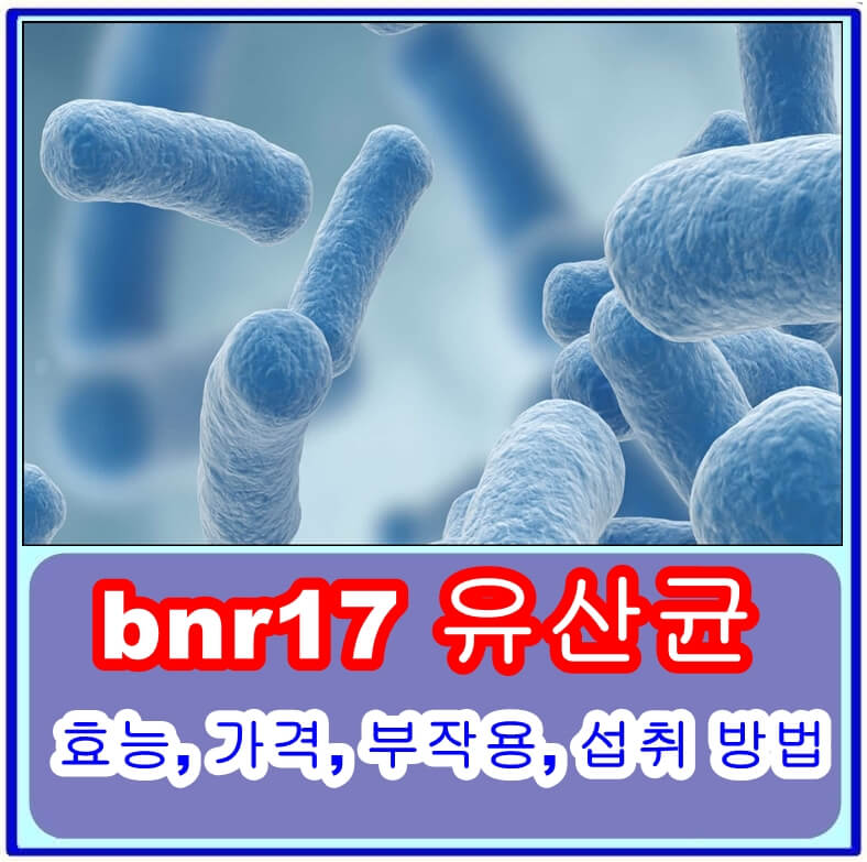 bnr17 유산균