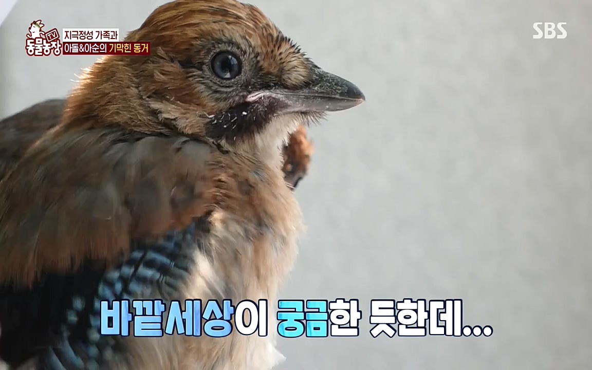 TV 동물농장.E1075.220627p-NEXT.mp4_20220626_175606.165.jpg